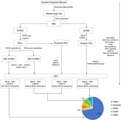 The histologic features, molecular features, detection and management of serrated polyps: a review